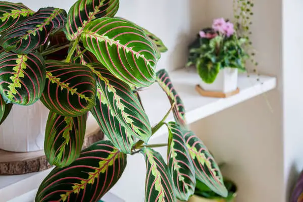Why is My Prayer Plant Turning Yellow & How to Fix it - Ask For Style